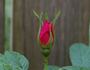 Rokoko rose photo
