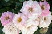 Dreamcoat rose photo