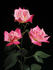 Bella Diana rose photo