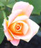Patchwork rose photo