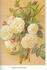 Polyantha alba plena rose photo