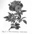 Polyantha alba plena rose photo