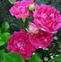 Little Mischief rose photo