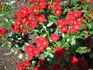 Glenshane ™ rose photo