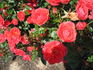 Hand in Hand rose photo