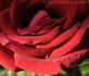 Harm Saville ™ rose photo