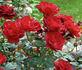 Harm Saville ™ rose photo