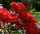 Harm Saville ™ rose photo