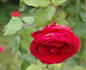 Mister Lincoln, Cl. rose photo