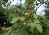 Mister Lincoln, Cl. rose photo