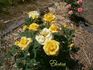 Electra rose photo