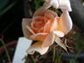 Baby Darling rose photo