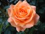 Golden Oldie rose photo