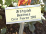 Orangina rose photo