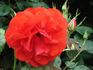 Remembrance rose photo
