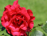 Dizzy Heights rose photo
