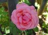 Elsa Knoll rose photo