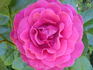 Smooth Prince rose photo