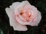 Rose Bayard rose photo