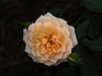 Avandel rose photo