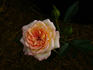 Avandel rose photo