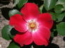 Scarlet Pearl rose photo