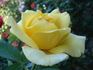 O Sole Mio ® rose photo