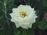 Avalanche+ rose photo