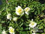 Moonrise rose photo