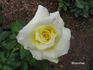 Moonrise rose photo