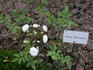 Anna Benary rose photo
