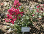 Fireglow rose photo