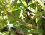 Frau Lina Strassheim rose photo