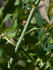 Frau Lina Strassheim rose photo