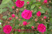 Rote Gabrielle Privat rose photo