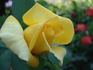 O Sole Mio ® rose photo