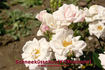 Schneeküsschen® rose photo