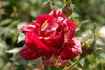 Cupid's Mark rose photo