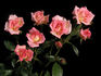 Hazel McCallion rose photo