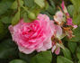 Giliane rose photo