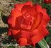 D'Artagnan ® rose photo