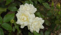 La Royale de Mulhouse rose photo