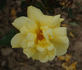 Yellow Hammer rose photo
