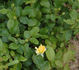 Indiane rose photo