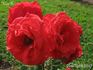 Herz As ® rose photo