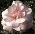 First Lady rose photo