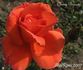 Cherry Brandy ® rose photo