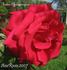 Roter Champagner rose photo