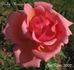 Blaby Monarch rose photo