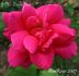 J.M. López Picó rose photo